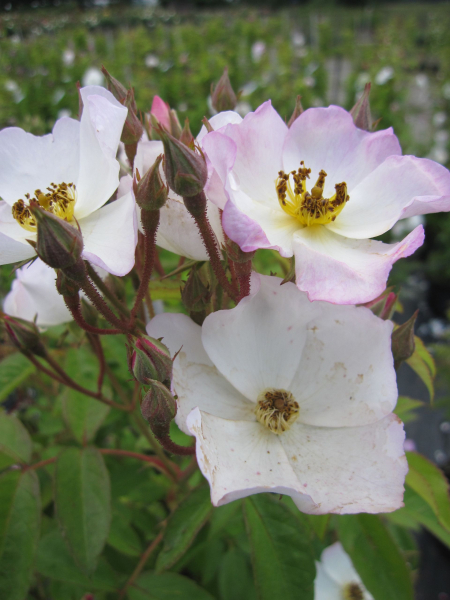 Kletterrose Francis E Lester2